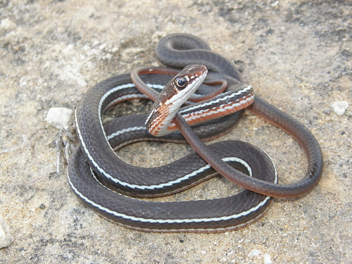 Schott's Whipsnake