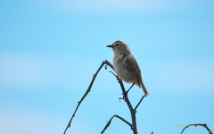 Certhidea fusca