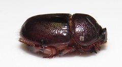 Temnorhynchus