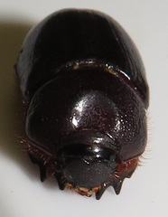 Temnorhynchus
