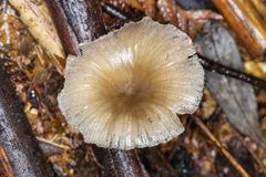 Trogia straminea