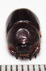 Temnorhynchus