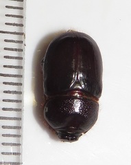 Temnorhynchus