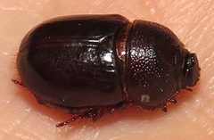 Temnorhynchus