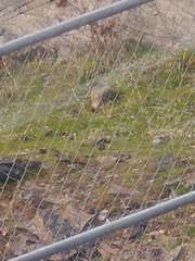 Marmota flaviventris