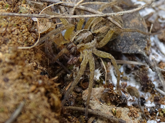 Hogna radiata