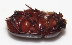 Temnorhynchus