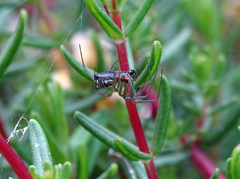 Frontinellina frutetorum