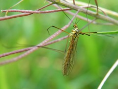 Nephrotoma submaculosa