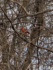 Cardinalis cardinalis
