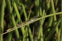 Ischnura hastata