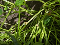 Ficaria verna bulbilifera