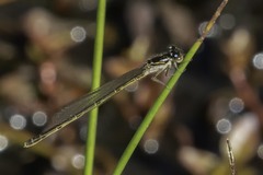 Ischnura posita