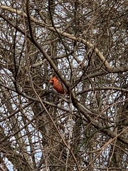 Cardinalis cardinalis