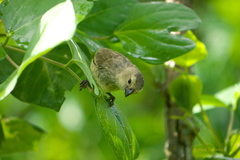 Camarhynchus parvulus