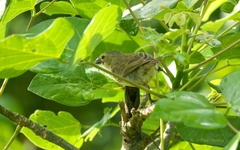 Camarhynchus parvulus