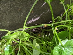 Ficaria verna bulbilifera