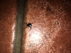Dermacentor variabilis