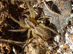Hogna radiata
