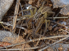 Hogna radiata