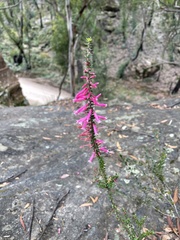 Epacris reclinata