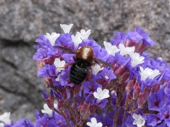 Megachile sicula