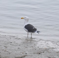Larus marinus
