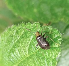 Horciasinus argentinus