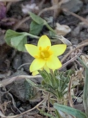 Leptosiphon acicularis