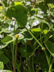 Ficaria verna bulbilifera