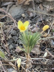 Leptosiphon acicularis