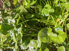 Ficaria verna bulbilifera