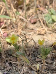 Leptosiphon acicularis