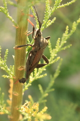 Acanthocephala thomasi