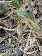 Leptosiphon acicularis