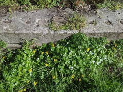 Ficaria verna bulbilifera