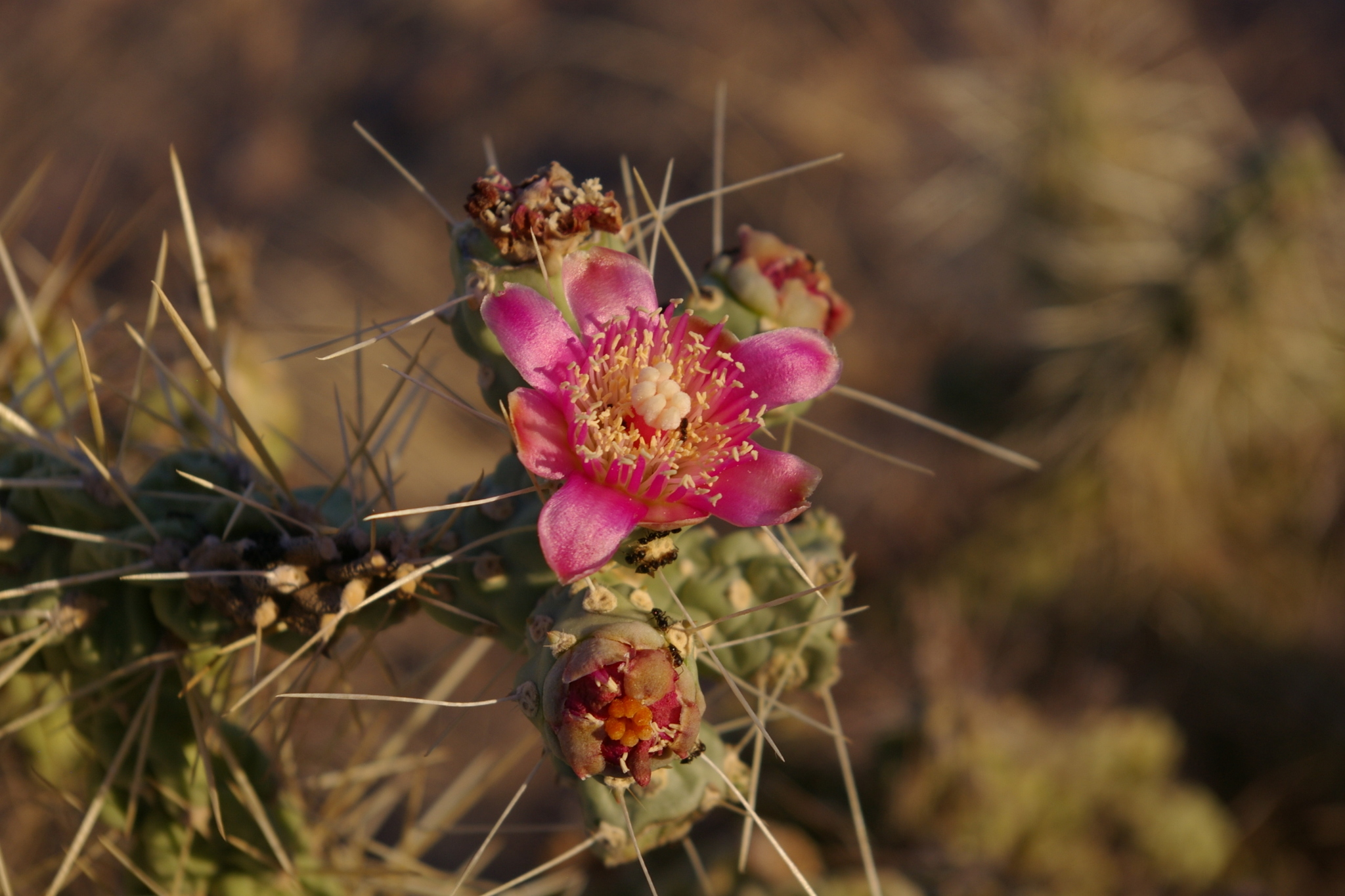 Cylindropuntia fulgida var. fulgida