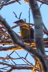 Psarocolius bifasciatus