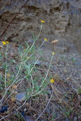 Eriophyllum jepsonii