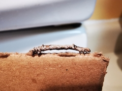 Euchlaena tigrinaria