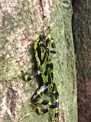 Atelopus spurrelli