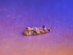 Lobesia botrana