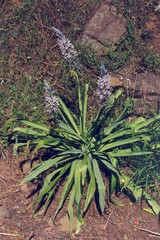 Camassia cusickii