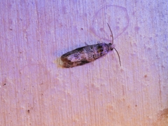 Lobesia botrana