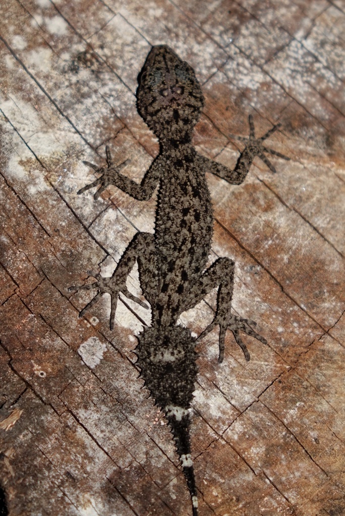 Champion's Broad-Tailed Gecko