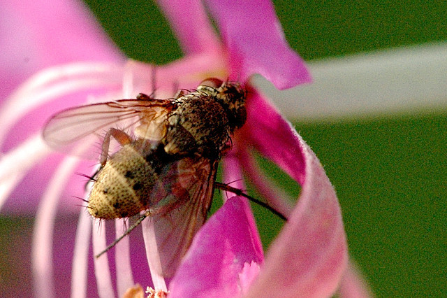 Siphona lichtwardtiana
