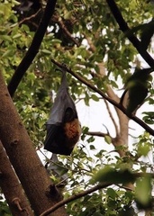 Pteropus conspicillatus