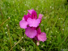 Anacamptis papilionacea grandiflora