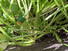 Ficaria verna bulbilifera