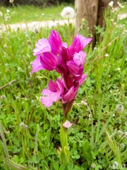 Anacamptis papilionacea grandiflora